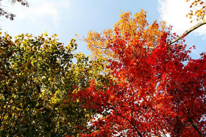 軽井沢 紅葉
