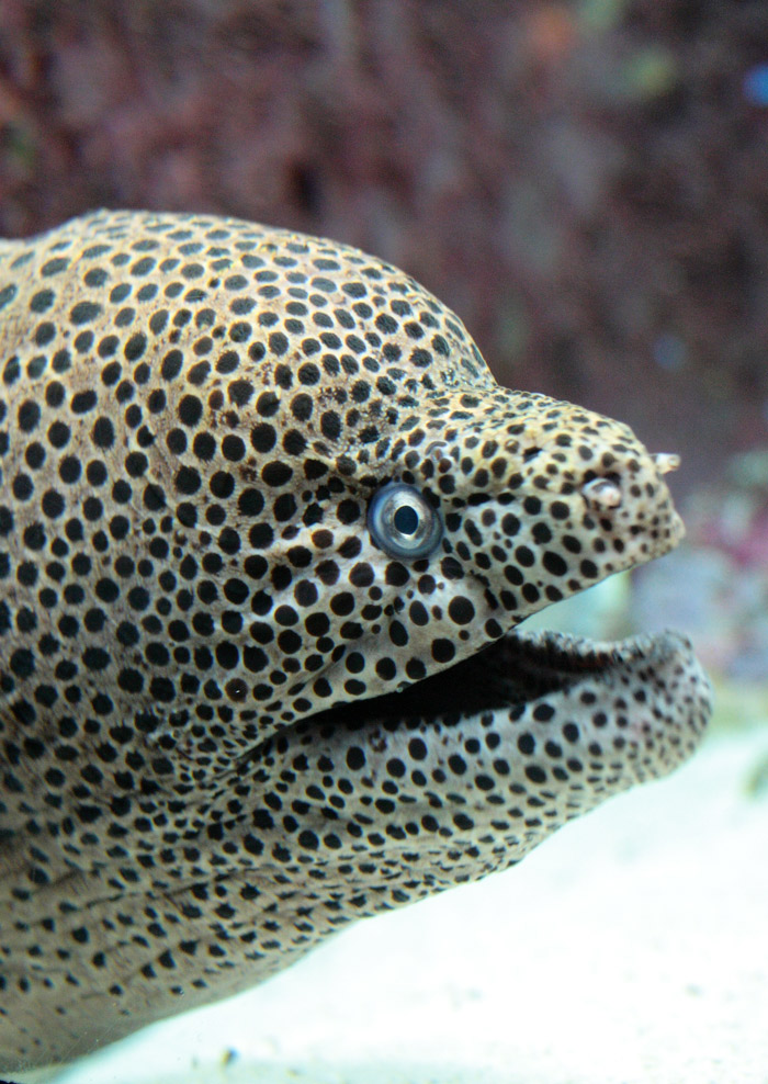 美ら海水族館