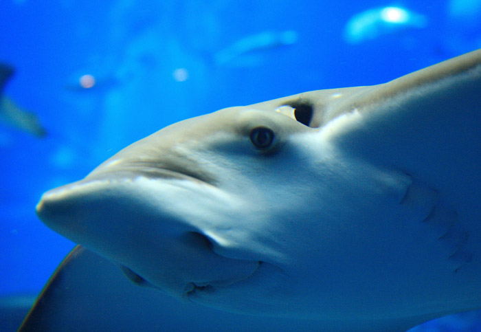 美ら海水族館