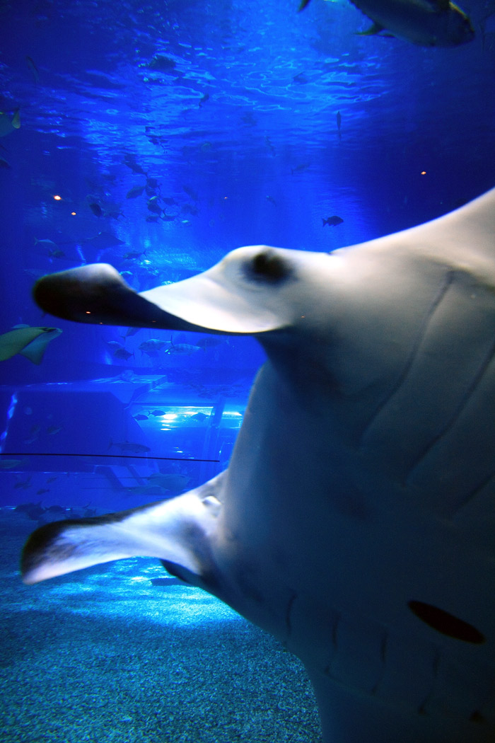 美ら海水族館