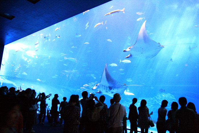 美ら海水族館