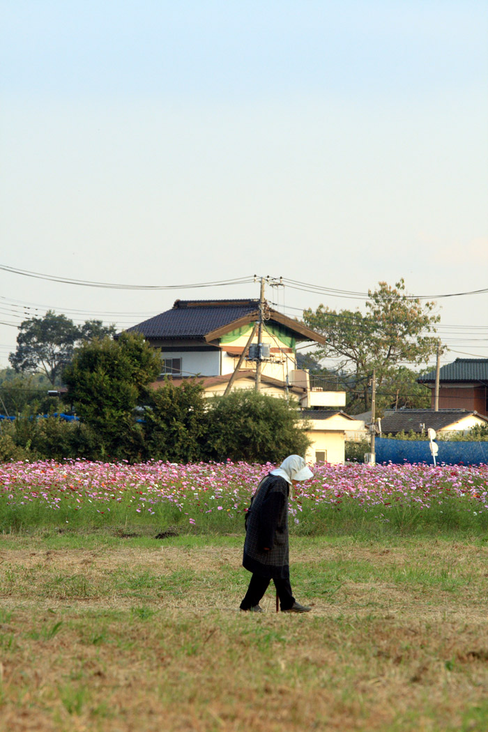 埼玉県蓮田市 駒崎のコスモス