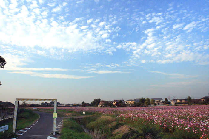 埼玉県蓮田市 駒崎のコスモス