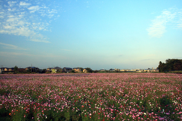 埼玉県蓮田市 駒崎のコスモス