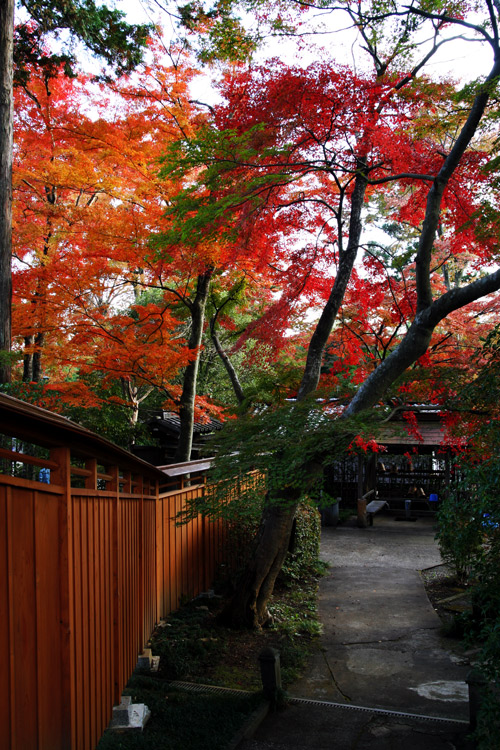 能仁寺 紅葉