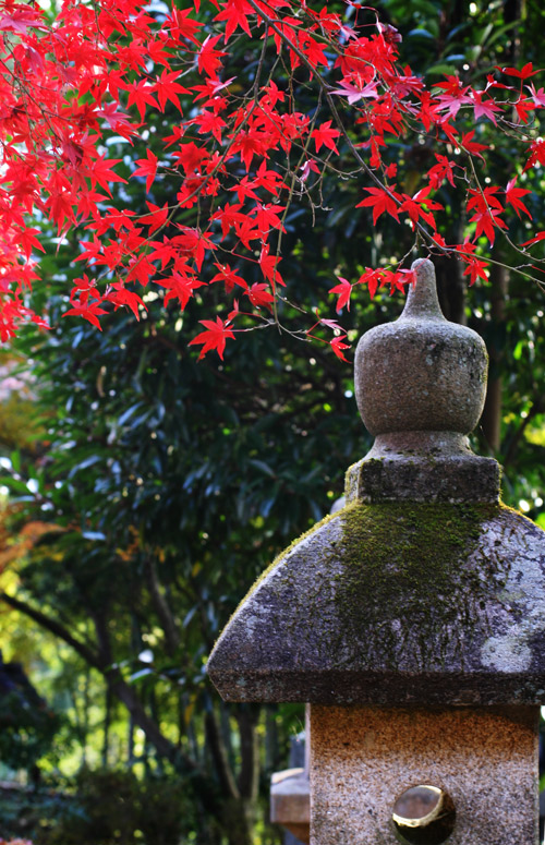 能仁寺 紅葉