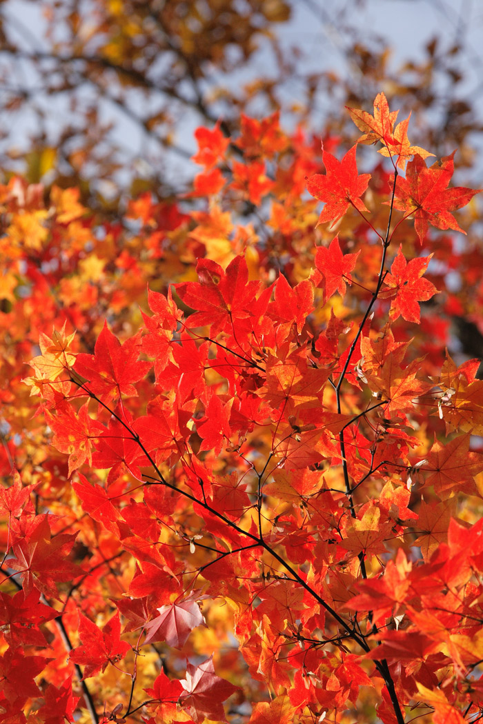 日光 中禅寺湖の紅葉