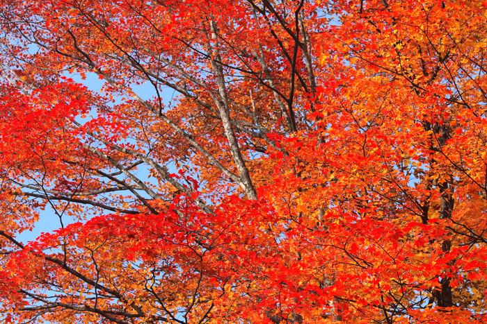 日光 中禅寺湖の紅葉