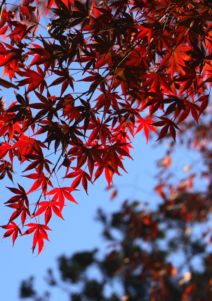 紅葉です。 飯能 能仁寺にて