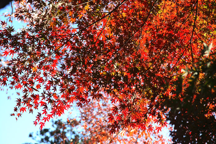 紅葉です。 飯能 能仁寺にて