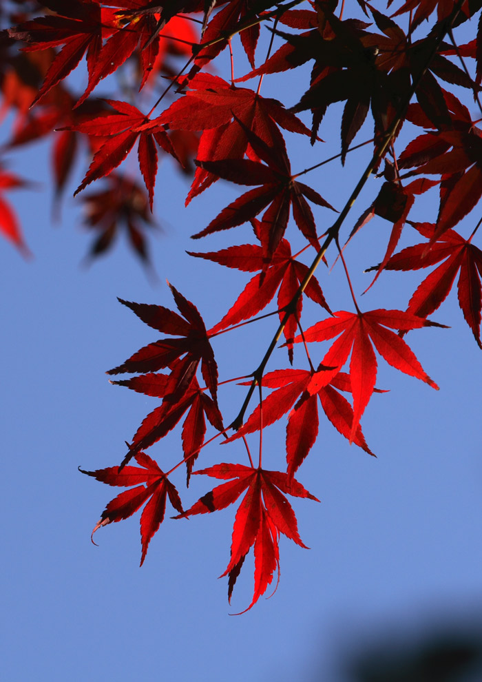 紅葉です。 飯能 能仁寺にて
