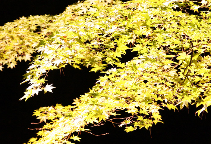 上長瀞自然の博物館前・紅葉ライトアップ
