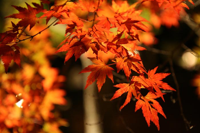 上長瀞自然の博物館前・紅葉ライトアップ