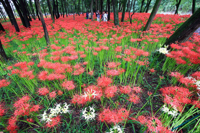日高市・巾着田の曼珠沙華(まんじゅしゃげ)(彼岸花)