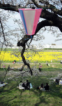 春桜 2008/04/28 23:39:00