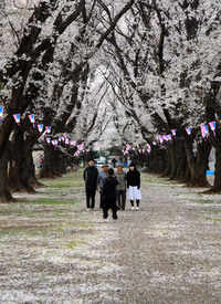 桜。 2008/04/14 02:26:14