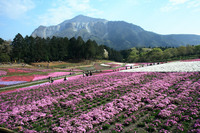 羊山公園　芝桜 2008/04/22 00:15:16