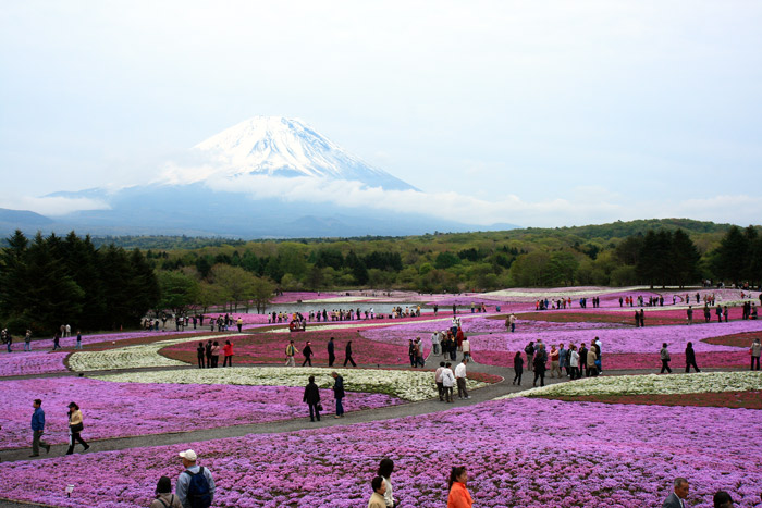 富士 芝桜~