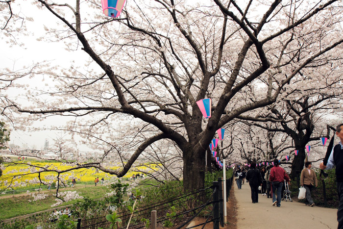 権現堂桜堤