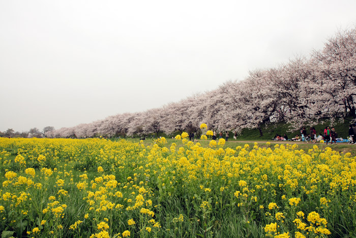 権現堂桜堤