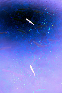 富士　忍野 2008/05/13 23:54:50