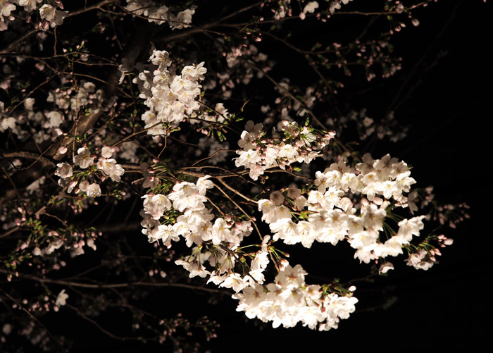 うちの桜