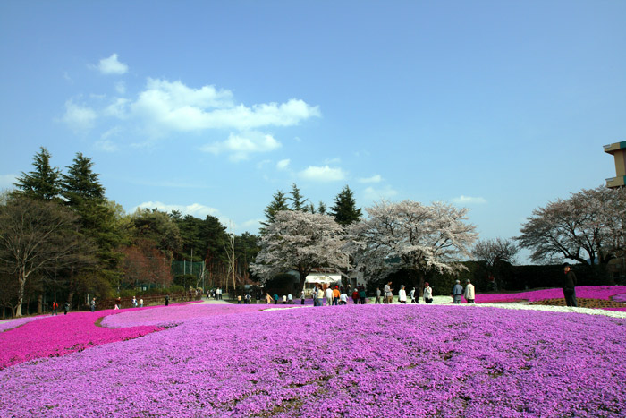 芝桜