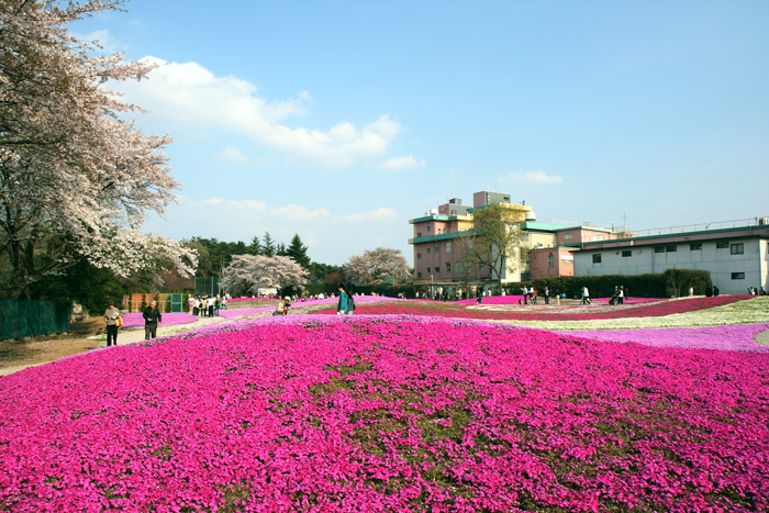 芝桜