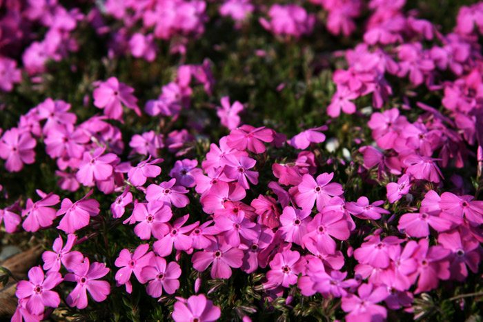 芝桜