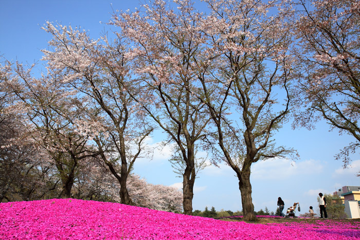 芝桜