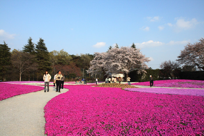 芝桜
