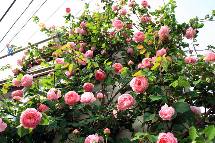 庭の薔薇が咲きました~!!