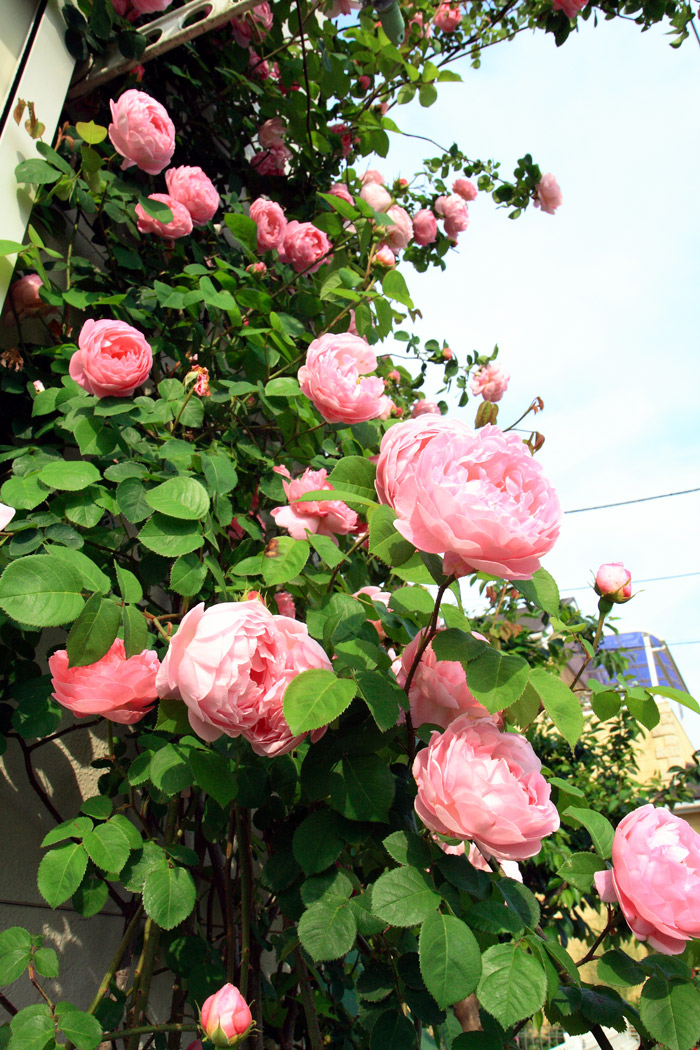 庭の薔薇が咲きました~!!