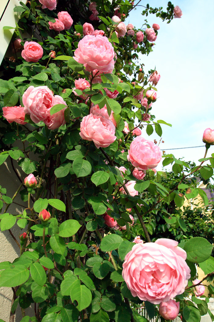 庭の薔薇が咲きました~!!