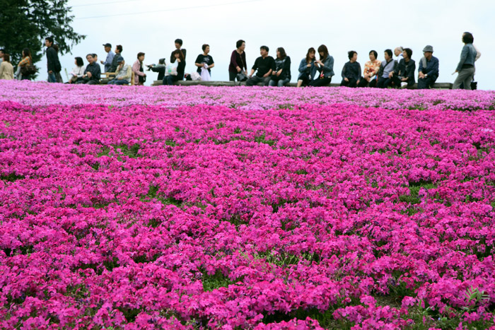 埼玉 秩父 羊山公園 芝桜 ②