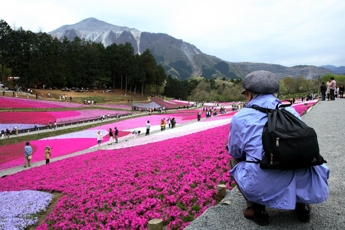埼玉 秩父 羊山公園 芝桜 ②