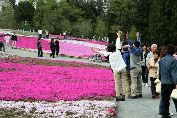 埼玉 秩父 羊山公園 芝桜 ②