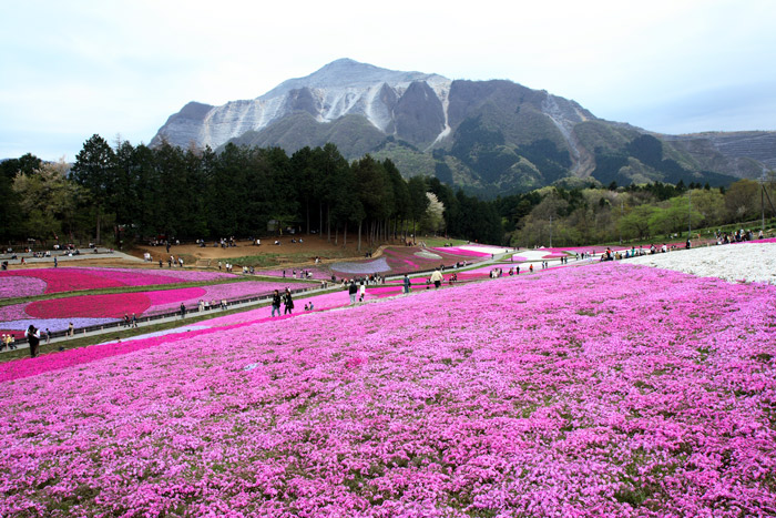 埼玉 秩父 羊山公園 芝桜 ②