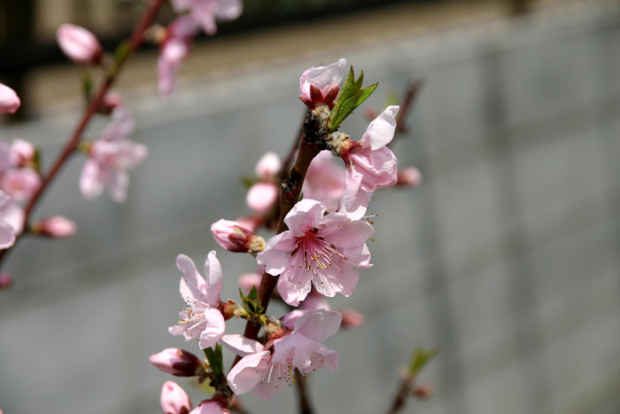 桃の花~
