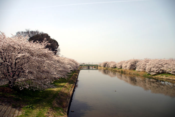 お花見。元荒川です。