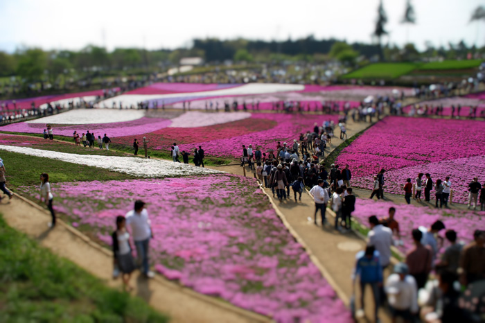羊山公園 (しつこい?(笑) 最後です)