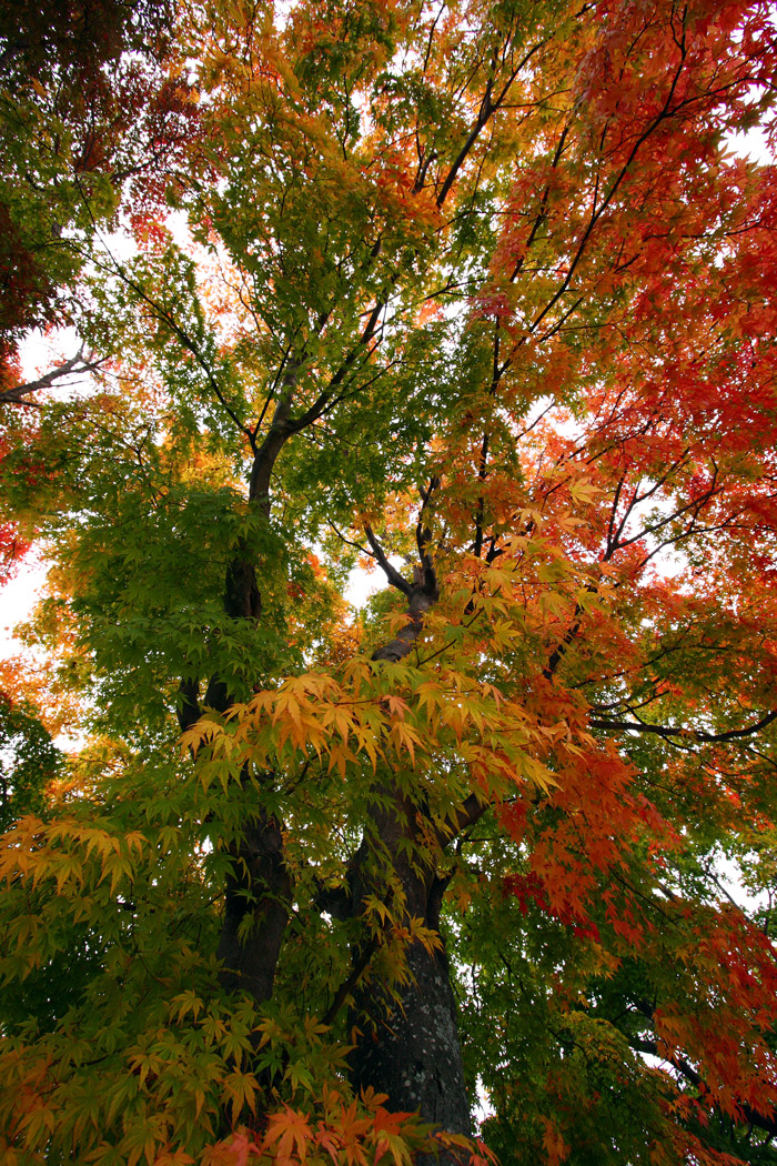 紅葉(関東)@日光 霧降ノ滝