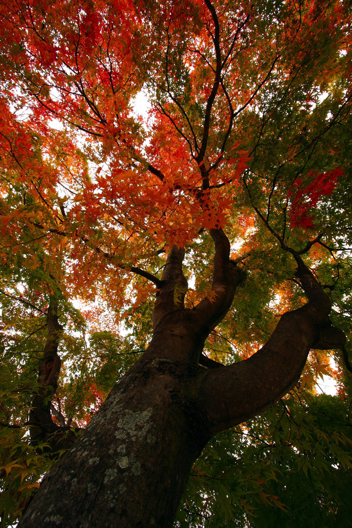 紅葉(関東)@日光 霧降ノ滝