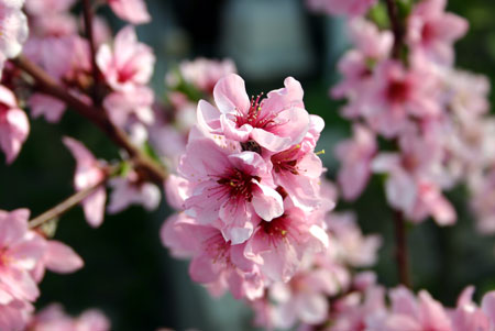 桃の花~