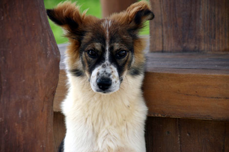 古宇利大橋の番犬