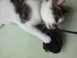 愛しの君