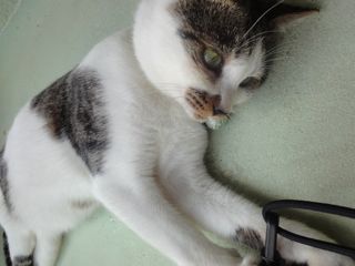 愛しの君