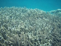 養殖サンゴの移植事業