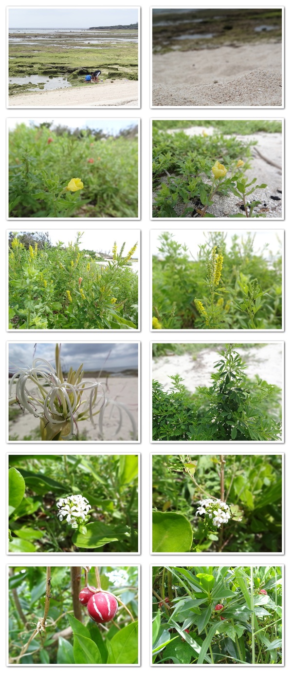 沖縄の自然 海辺に咲く可憐な花達