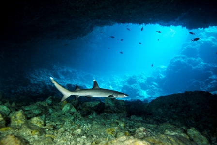 サメ健在・サンゴホール